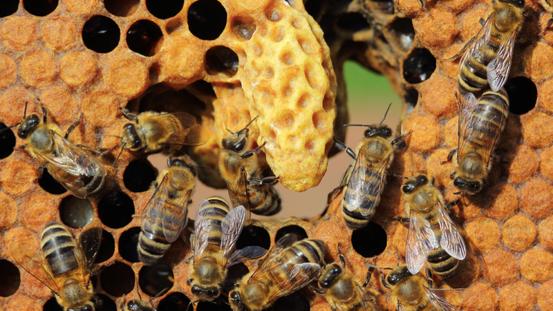 Illustration for article titled Are Cities Evolving Into Hive Organisms?